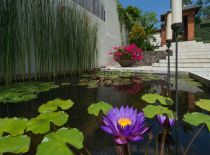 Villa Mata Air, Lily Pond